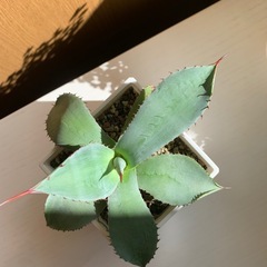 アガベ パリーの画像