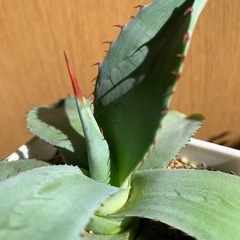 アガベ パリーの画像