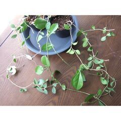 【無料】観葉植物　お世話していただける方に差し上げます　②の画像