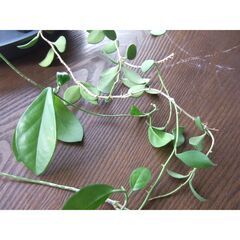 【無料】観葉植物　お世話していただける方に差し上げます　②の画像