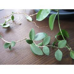 【無料】観葉植物　お世話していただける方に差し上げます　②の画像