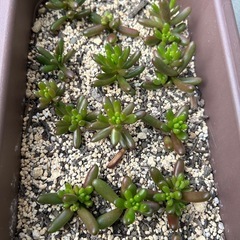 虹の玉プクプク抜き苗の画像