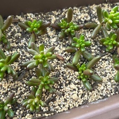 虹の玉プクプク抜き苗の画像