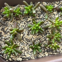 虹の玉プクプク抜き苗の画像