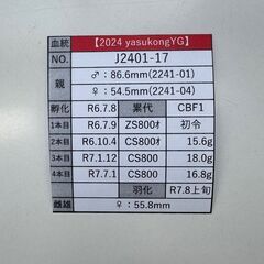 【847系100%】能勢YG血統オオクワガタ新成虫♀2頭【2ライン】の画像