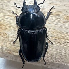 【847系100%】能勢YG血統オオクワガタ新成虫♀2頭【2ライン】の画像