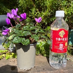 ガーデンシクラメンの画像