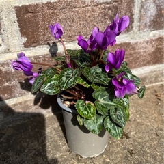 ガーデンシクラメンの画像