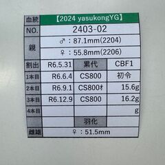 【847系100%】能勢YG血統オオクワガタ新成虫♀2頭【2ライン】の画像