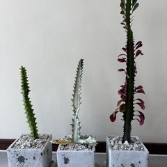 ３点セット譲ります、ホワイトゴースト、イエローゴースト、レッドゴーストの画像