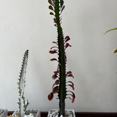 ３点セット譲ります、ホワイトゴースト、イエローゴースト、レッドゴーストの画像