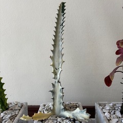 ３点セット譲ります、ホワイトゴースト、イエローゴースト、レッドゴーストの画像