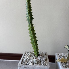 ３点セット譲ります、ホワイトゴースト、イエローゴースト、レッドゴーストの画像