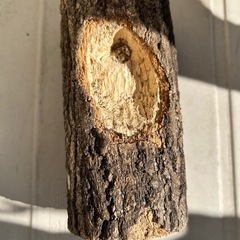 カブトムシ飼育セット
の画像