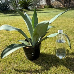 ①アガベ・アメリカーナ（リュウゼツラン）の画像