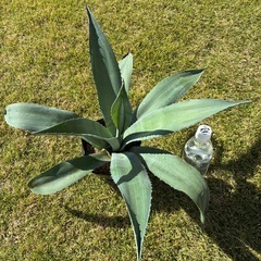 ①アガベ・アメリカーナ（リュウゼツラン）の画像