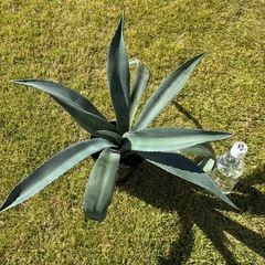 ③アガベ・アメリカーナ（リュウゼツラン）の画像