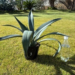 ③アガベ・アメリカーナ（リュウゼツラン）の画像