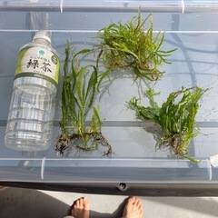 アクアリウム水草　ミクロソリウム　3種類 の画像