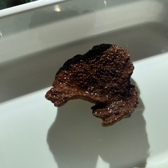 ウスコモンサンゴの画像