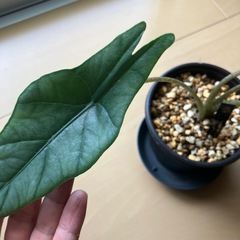 アロカシア メタリックブルー 観葉植物の画像