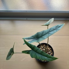 アロカシア メタリックブルー 観葉植物の画像