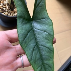 アロカシア メタリックブルー 観葉植物の画像