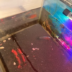 水槽セットと魚2匹の画像
