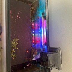 水槽セットと魚2匹の画像