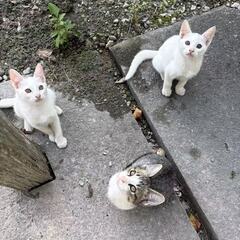 里親さがしています。