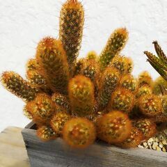 [お取引決定しました]サボテン※今月８日までの募集の画像