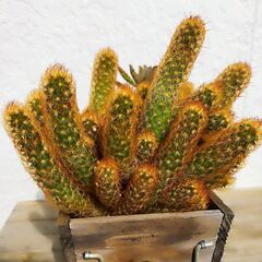 [お取引決定しました]サボテン※今月８日までの募集の画像