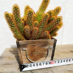 [お取引決定しました]サボテン※今月８日までの募集の画像