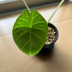 アロカシア マハラニ 観葉植物の画像