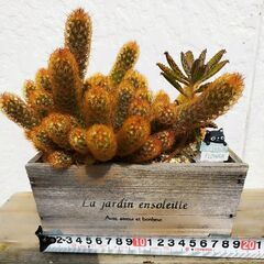 [お取引決定しました]サボテン※今月８日までの募集の画像