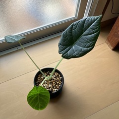 アロカシア マハラニ 観葉植物の画像