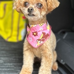 チワプー6歳女の子★避妊済み