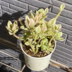 2024.4.29⑤   多肉植物　ベビーサンローズの画像