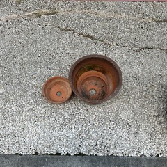 鉢の画像