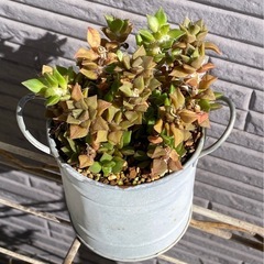 2024.4.17⑥   多肉植物　吹雪の松の画像