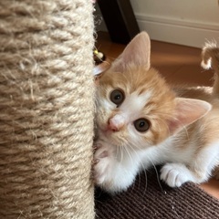 サンシャイン兄妹