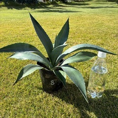 ⑧アガベ・アメリカーナ（リュウゼツラン）の画像