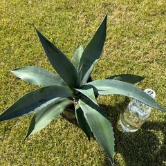 ⑧アガベ・アメリカーナ（リュウゼツラン）の画像
