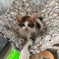 サンシャイン兄妹