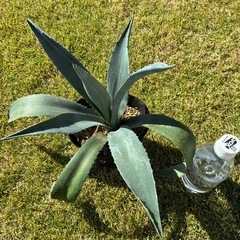 ⑩アガベ・アメリカーナ（リュウゼツラン）の画像