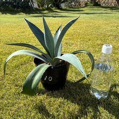 ⑩アガベ・アメリカーナ（リュウゼツラン）の画像