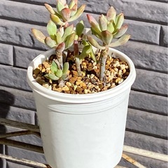 2024.10.24⑥   多肉植物　リトルビューティーの画像