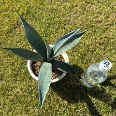 11.アガベ・アメリカーナ（リュウゼツラン）の画像