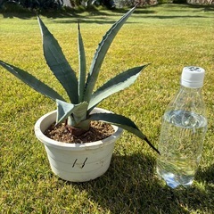 11.アガベ・アメリカーナ（リュウゼツラン）の画像