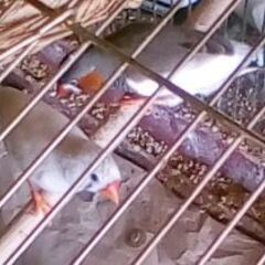 【早め取引優先】キンカチョウの親子（メスとオス）